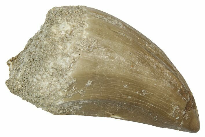 Fossil Mosasaur (Hainosaurus) Tooth - Morocco #345132